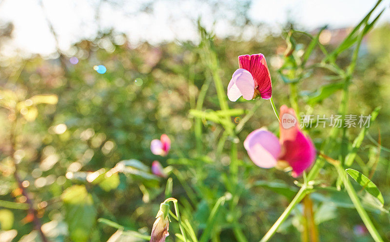 西班牙紫菜- Lathyrus clymenum